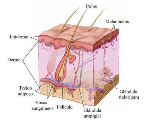 Sistema Tegumentar