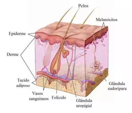 Sistema Tegumentar