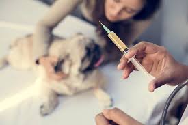 imaportancia de vacinar seu cachorro